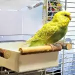 Vogelbad mit Lotta Vogelbad mit Lotta