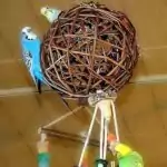 Heißluftballon mit Wellis