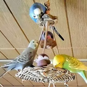 Schaukeln aus Seegras Schaukeln aus Seegras