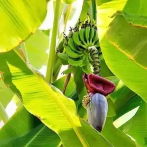 Banane Banane