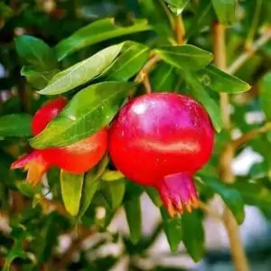 Granatapfel Granatapfel