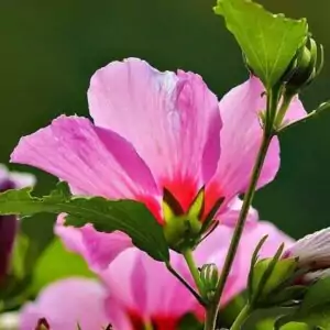 Hibiscus Hibiscus