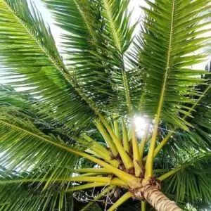 Kokospalme Kokospalme