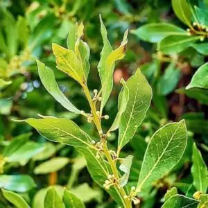 Lorbeerbaum Lorbeerbaum