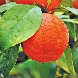 Orange Orange