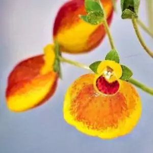 Pantoffelblume Pantoffelblume