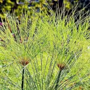 Papyrusstaude Papyrusstaude