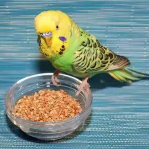 Körnerfutter