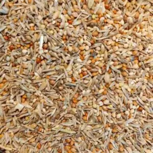 Wellensittich Auslese von Birds von more