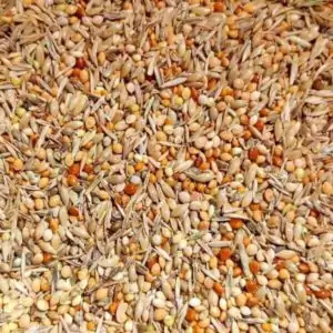 Wellensittichfutter Premium von Birds and More