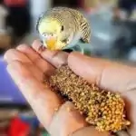 Mia auf der Hand mit der Kolbenhirse Mia auf der Hand mit der Kolbenhirse