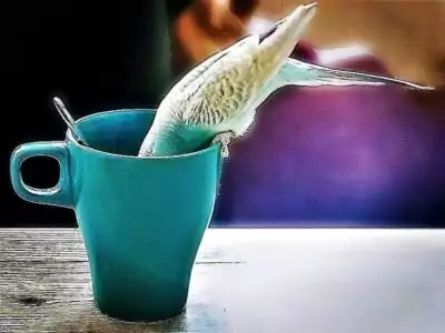 Tasse Gefahren