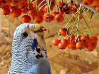 Wildfrüchte & Obst