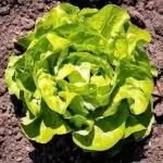 Kopfsalat