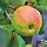 Obstbäume