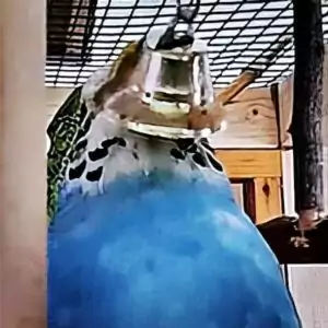 Wellensittich mit verhaktem Schnabel im Glöckchen
