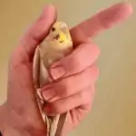 Ronja zum Verabreichen von Medikamenten