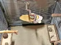 Käfig unten Käfig unten