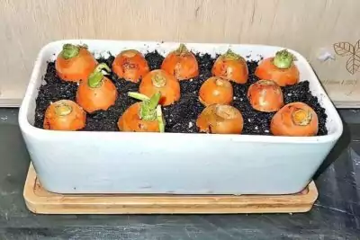 Karottenenden Karottenenden