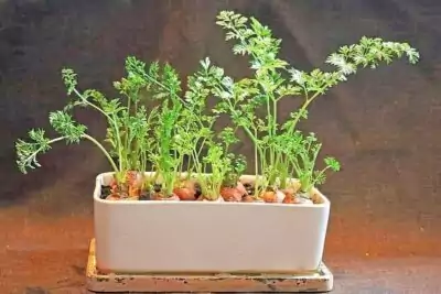 Karottenenden mit Grün Karottenenden mit Grün