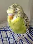 Kropfentzündung Kropfentzündung