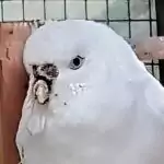 Schnabelbruch Schnabelbruch