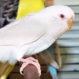 Platzhalter 4x3 Albino