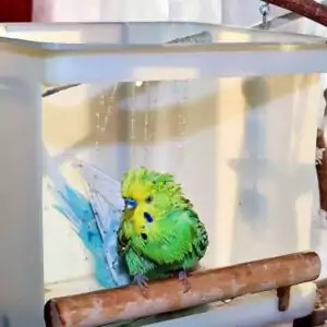 Bird-Pool - Duschen Wellis duschen