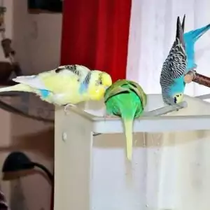 Bird-Pool - Inspektion Bird-Pool - Inspektion