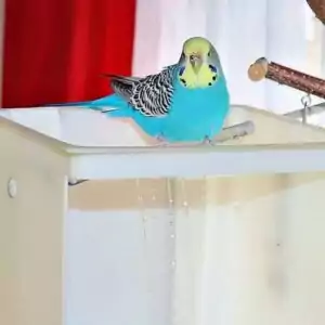 Bird-Pool - Kennenlernen Bird-Pool - Kennenlernen