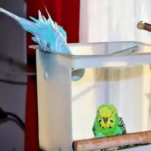 Bird-Pool - Vormachen Bird-Pool - Vormachen