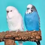 Susann El Arnaout Susann El Arnaout