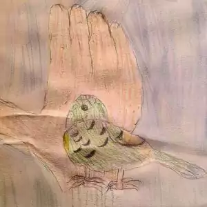 Wellensittich in Hand