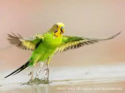 Abheben von der Wasseroberfläche