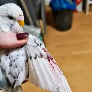 Blutkiel Blutkiel
