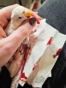 Blutung überprüfen Blutung überprüfen