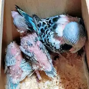 Rupfen Rupfen