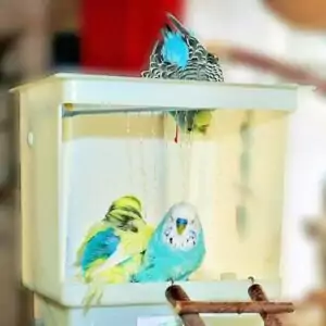 Vogeldusche mit Anti-Rutsch-Einlage