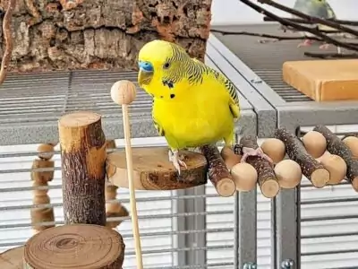 Clickertraining 01