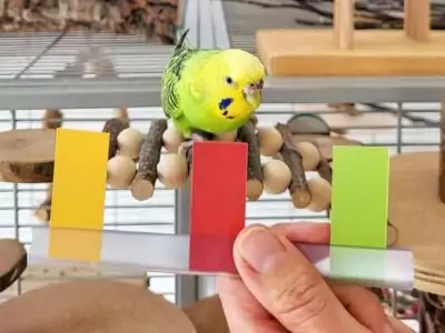 Clickertraining
