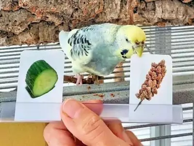Clickertraining