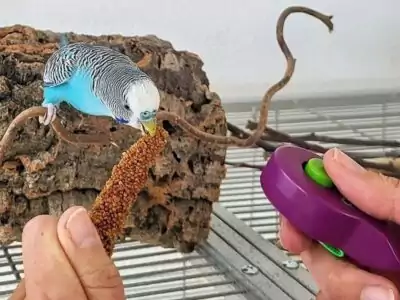 Clickertraining