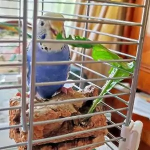Elli mit Löwenzahn