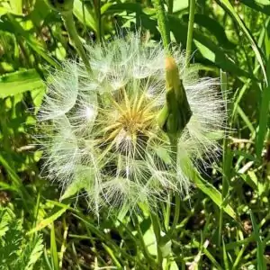 Samen des Wiesen-Bocksbart