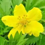 Blüte des Gänsefingerkraut