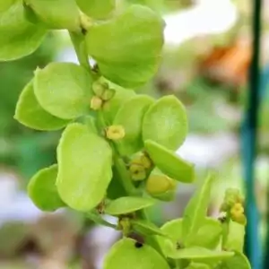 Samen der Garten-Melde