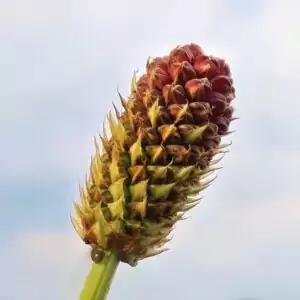 Samen des Großen Wiesenknopfes