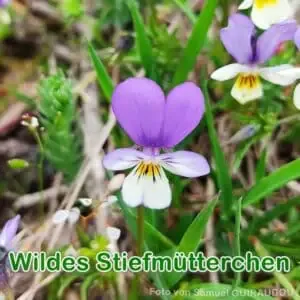 Wildes Stiefmütterchen
