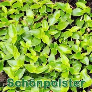 Kriechendes Schönpolster
