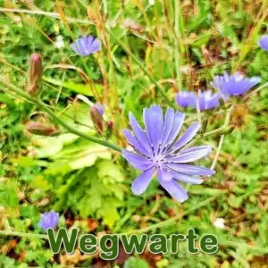 Wegwarte